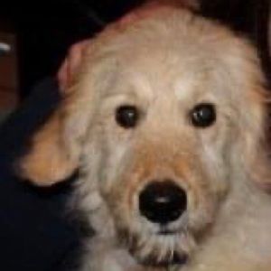 Meet your Posher, Dan